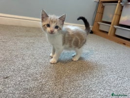 Mixed Breed cats - Advert 3