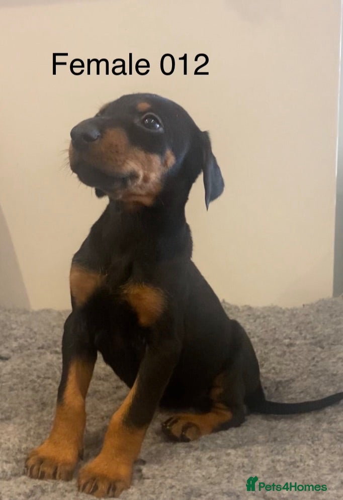 Dobermann dogs Champion and working lines KC Doberman litter - Advert 2