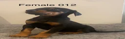 Dobermann dogs for sale: Champion and working lines KC Doberman litter - Advert 14