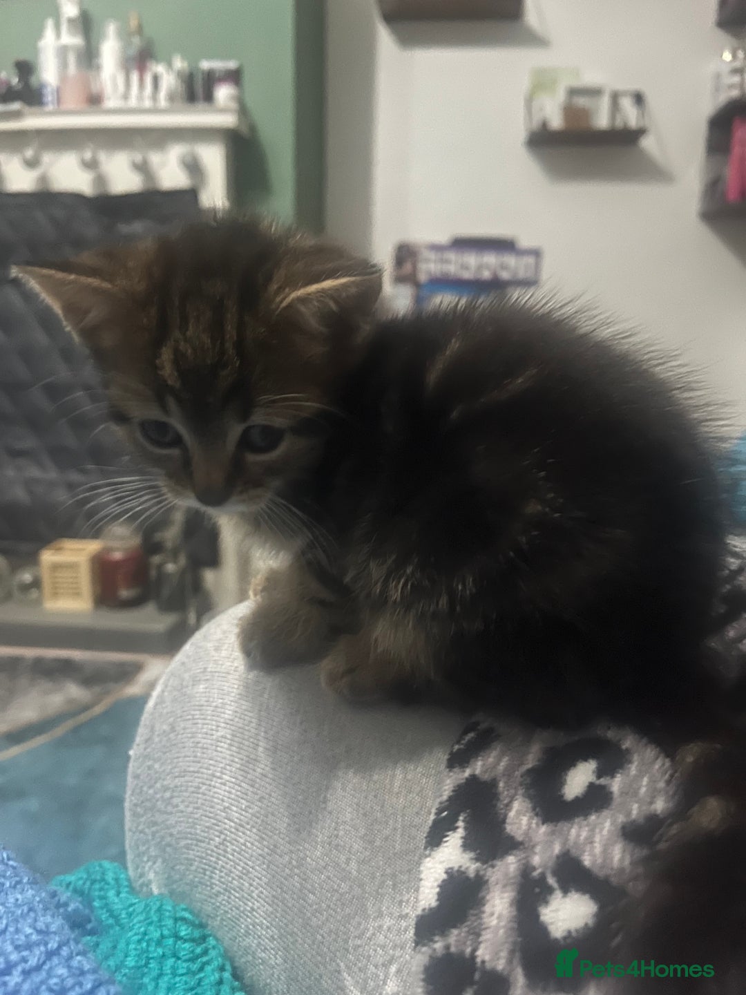 Domestic Shorthair cats for sale: Tabby kittens - Image 14