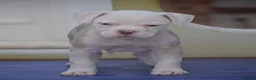 Olde English Bulldogge dogs for sale: DONT LET YOUR DREAMS JUST BE DREAMS  - Advert 7