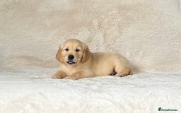 Golden Retriever dogs for sale: Stunning golden retriever puppies for sale  - Image 11