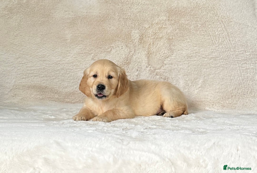 Golden Retriever dogs for sale: Stunning golden retriever puppies for sale  - Image 11