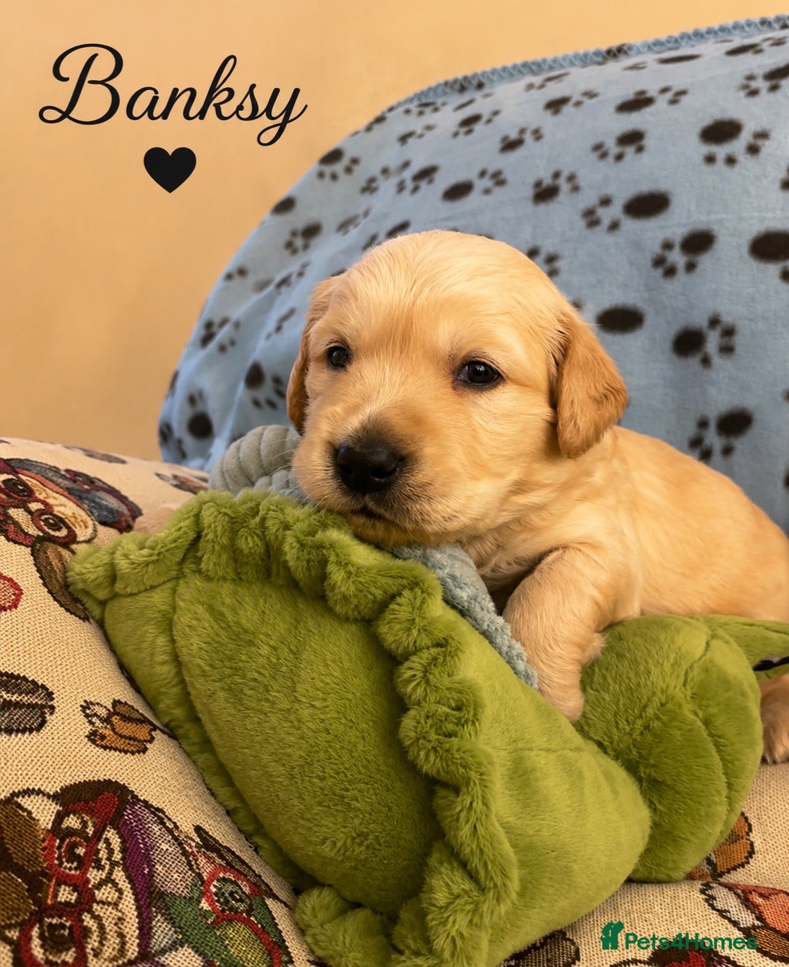 Golden Retriever dogs KC Registered Puppies From Our Much Loved Goldens! - Advert 2