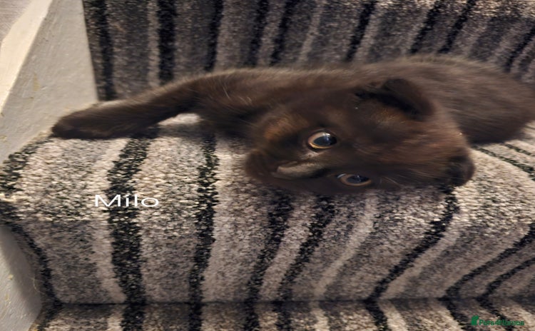 Mixed Breed cats - Advert 3