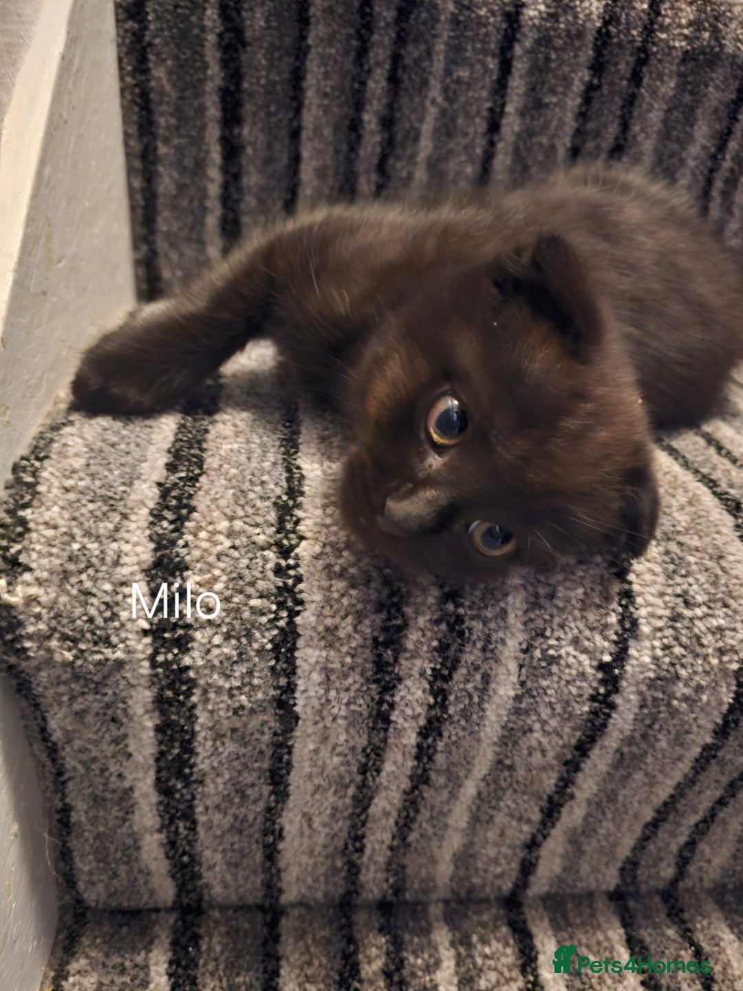 Mixed Breed cats for sale: Scottish Fold Kittens!Rare 🍫chocolate colour🐱 - Image 12