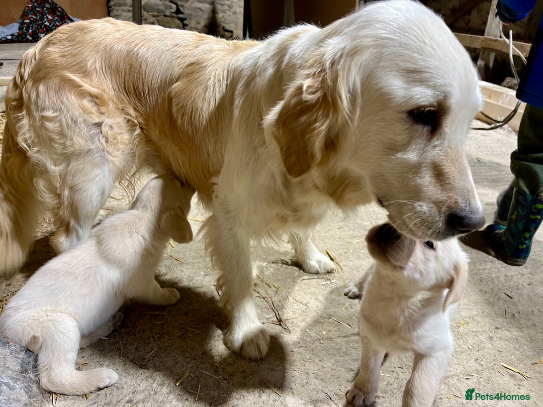 Labrador Retriever dogs for sale: Labrador Retriever Pups Ready for Forever Homes - Image 11