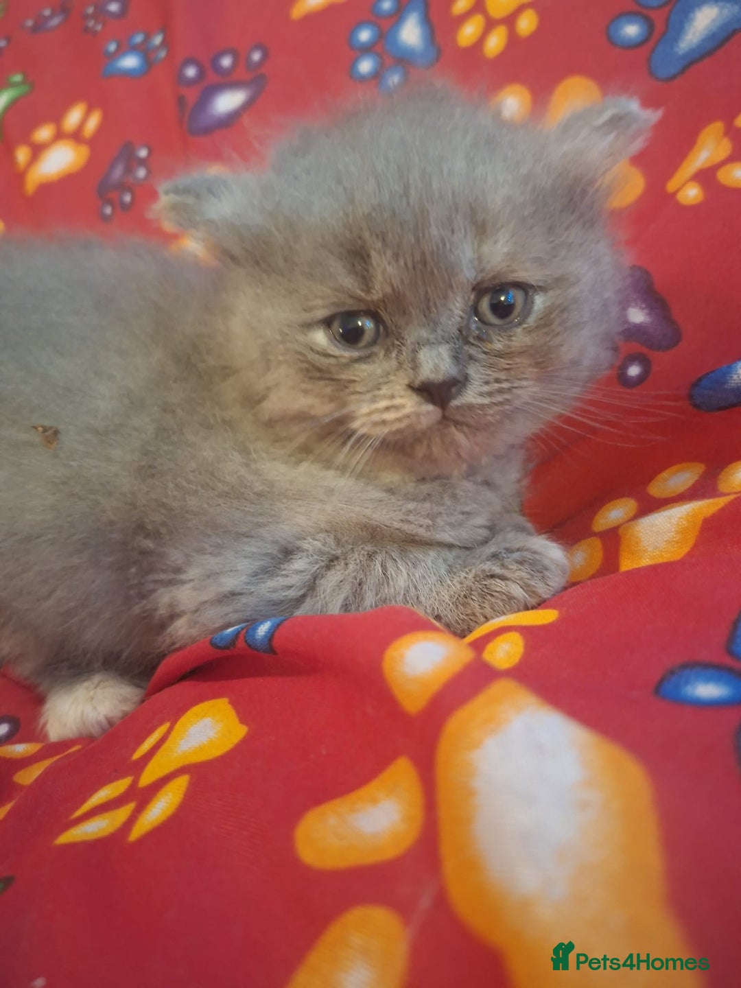 British Shorthair cats for sale: Beautiful short hair and long hair British kittens - Advert 8