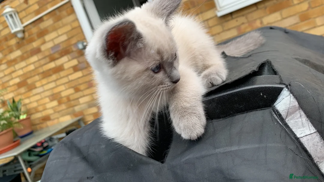 Mixed Breed cats for sale: Female Ragdoll kitten  - Advert 2