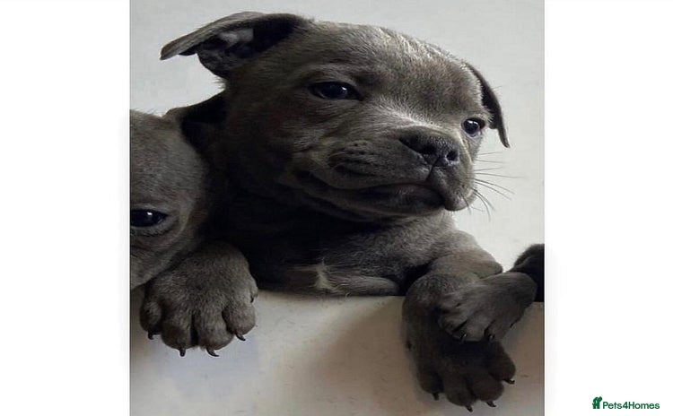 Staffordshire Bull Terrier dogs - Advert 7
