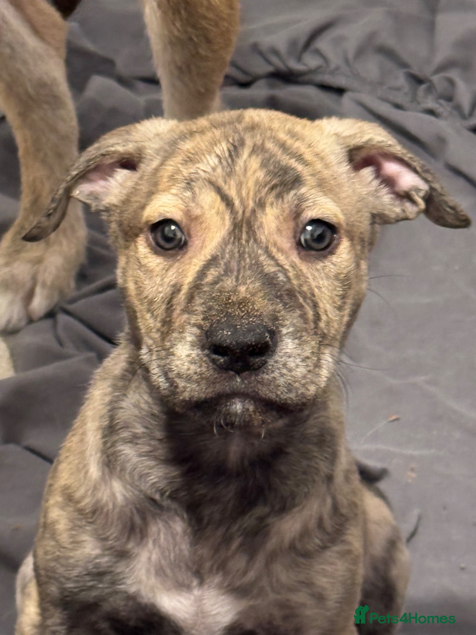 Mixed Breed dogs Boy pup for sale  - Advert 1