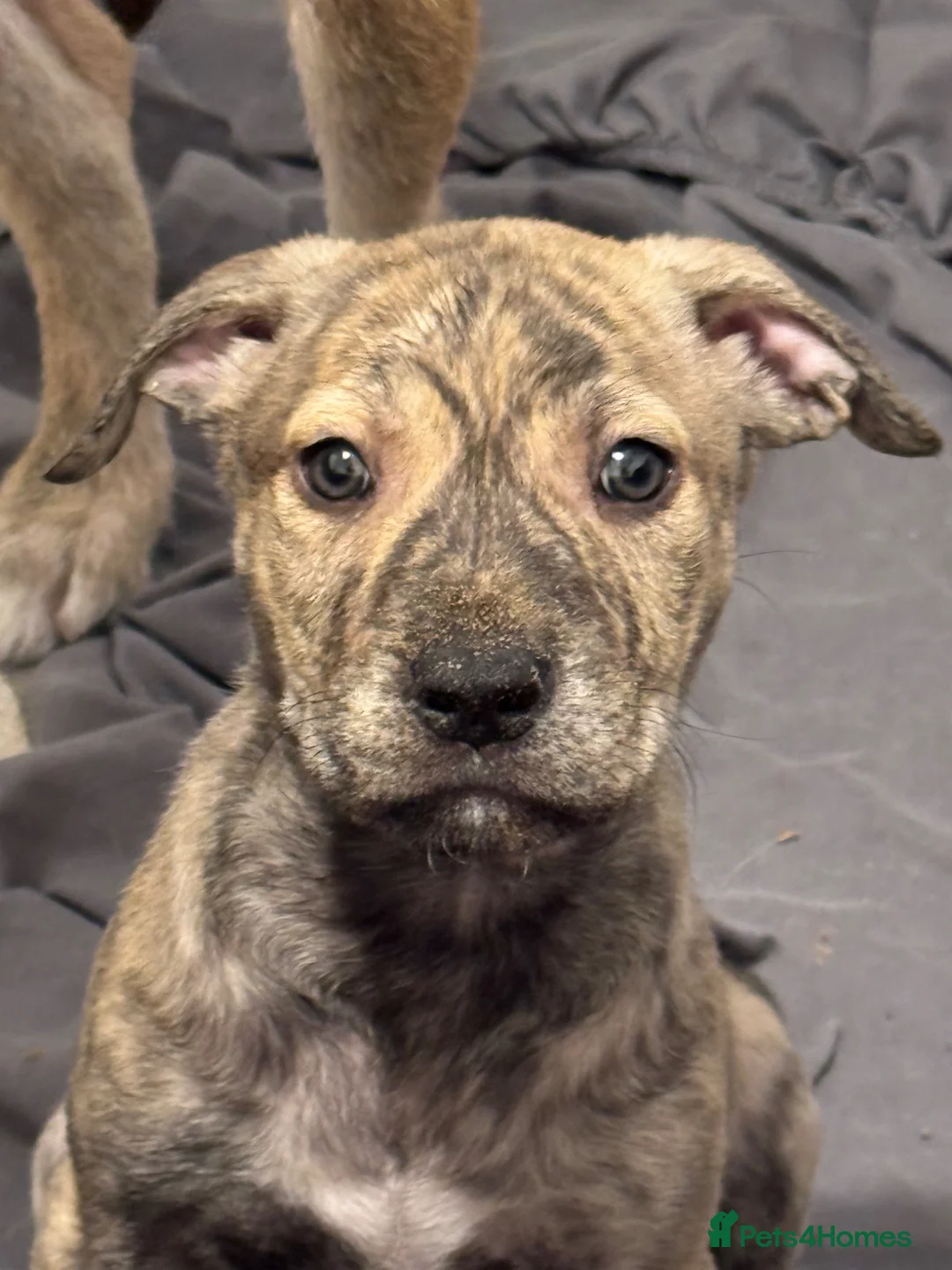 Mixed Breed dogs for sale: Boy pup for sale  - Advert 1