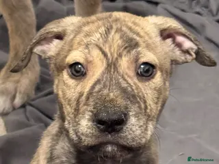 Mixed Breed dogs Boy pup for sale - Advert 1