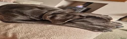 Cane Corso dogs for sale: 2yr old Cane corso - Advert 7