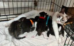 Mixed Breed cats for sale: Ragdoll mixed kitten - Image 9