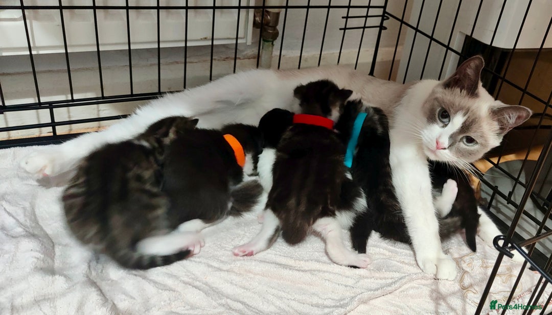Mixed Breed cats for sale: Ragdoll mixed kitten - Image 9