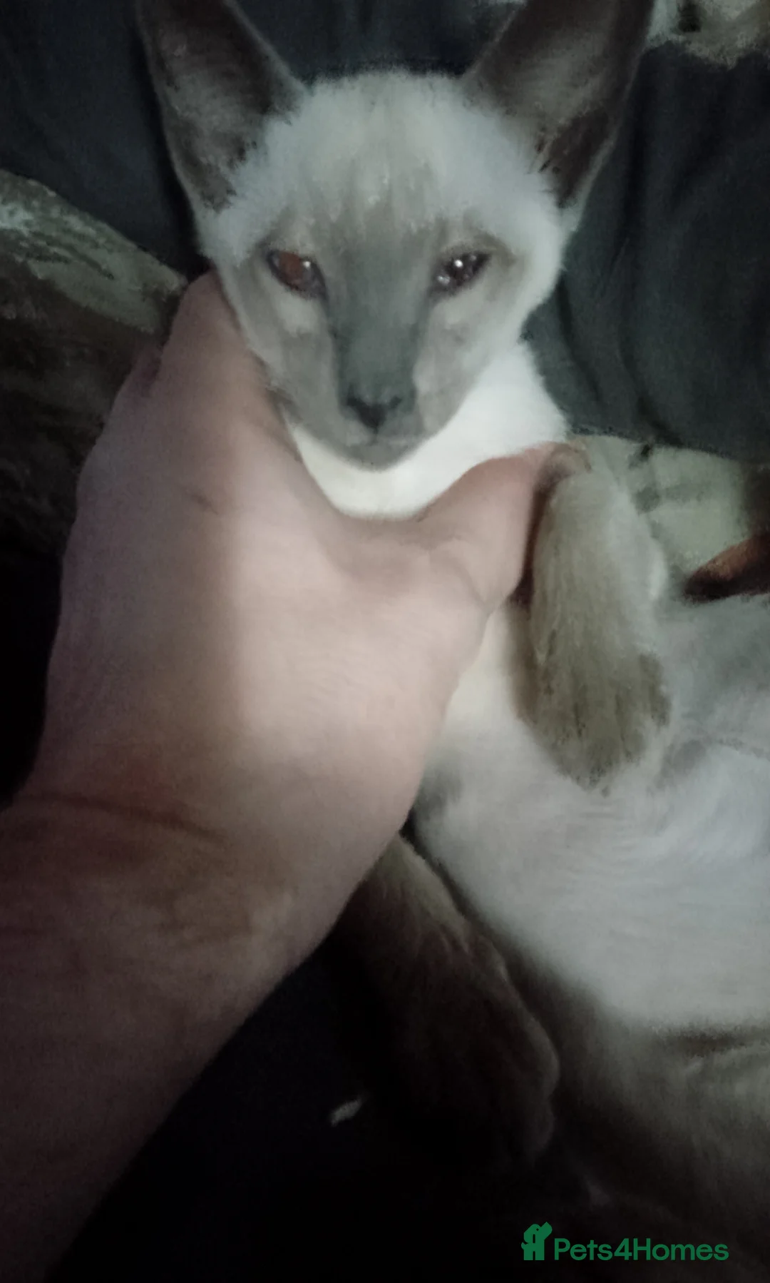 Siamese cats for sale: Siamese kittens - Advert 3