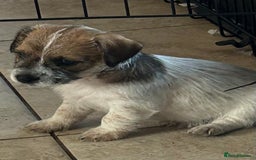 Jack Russell dogs for sale: Pure Jack Russell puppies ready now - Image 1