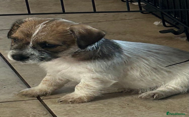 Jack Russell dogs - Advert 1