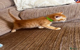 Ragdoll cats for sale: Ragdoll mixed tabby Ginger kittens - Image 20