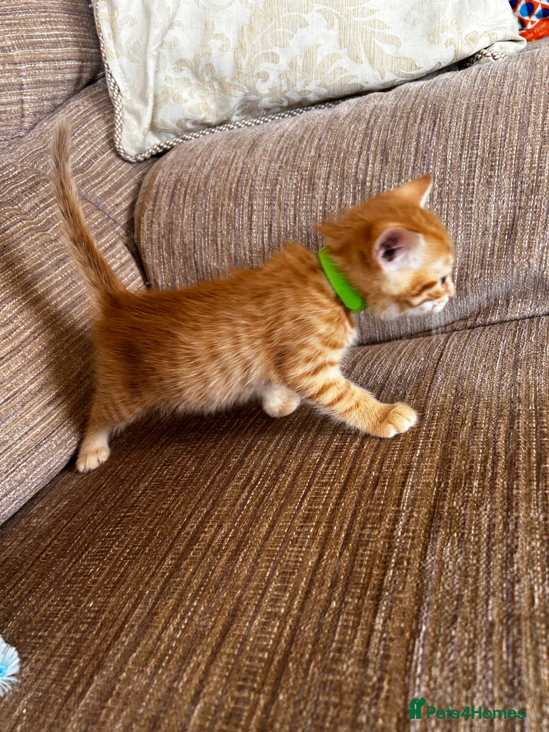 Ragdoll cats for sale: Ragdoll mixed tabby Ginger kittens - Image 20