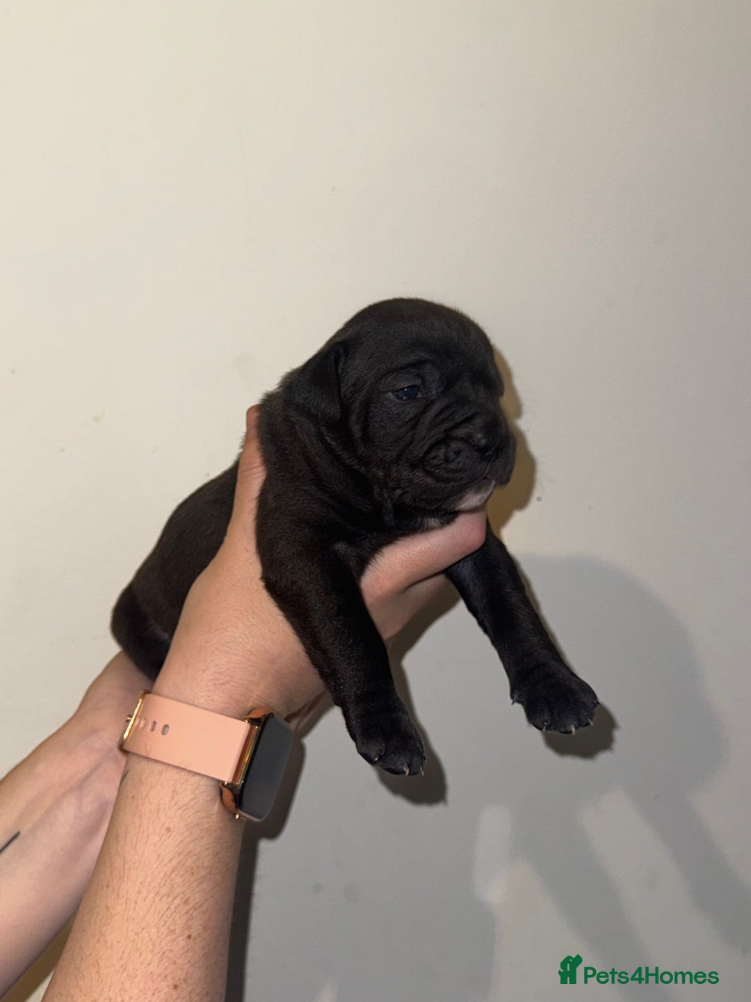 Dorset Olde Tyme Bulldogge dogs for sale: Olde tyme bulldogge puppies - Image 12