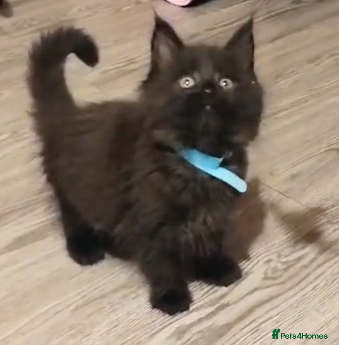 Maine Coon cats for sale: Adorable Maine Coon kittens in Manchester  - Advert 12