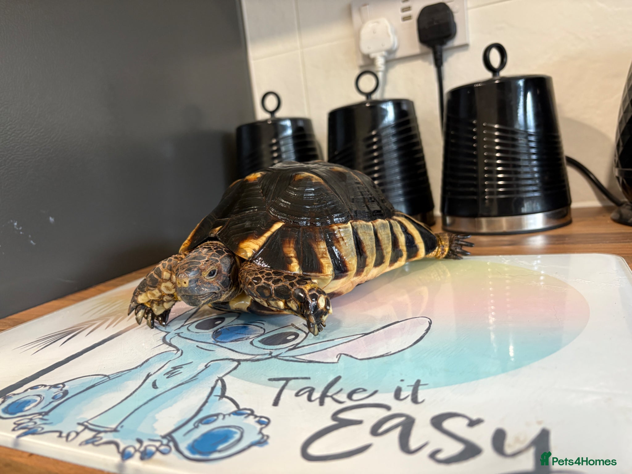Tortoise reptiles Marginated tortoise and setup - Advert 17
