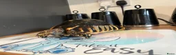 Tortoise reptiles for sale: Marginated tortoise and setup - Advert 1
