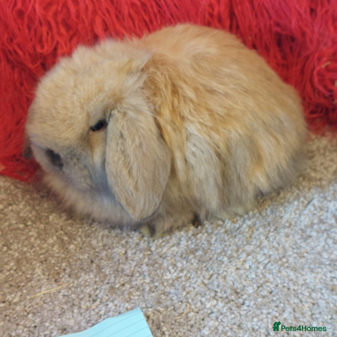 Mini Lop rabbits for sale: minilop  babys ready to reserve  - Advert 1