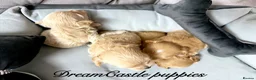 Maltipoo dogs for sale: Tiny maltipoo puppies Asian poodle dad  - Advert 13