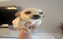 Mixed Breed dogs for sale: Jack Russell Chihuahua Puppy’s🐾🐾  - Image 2