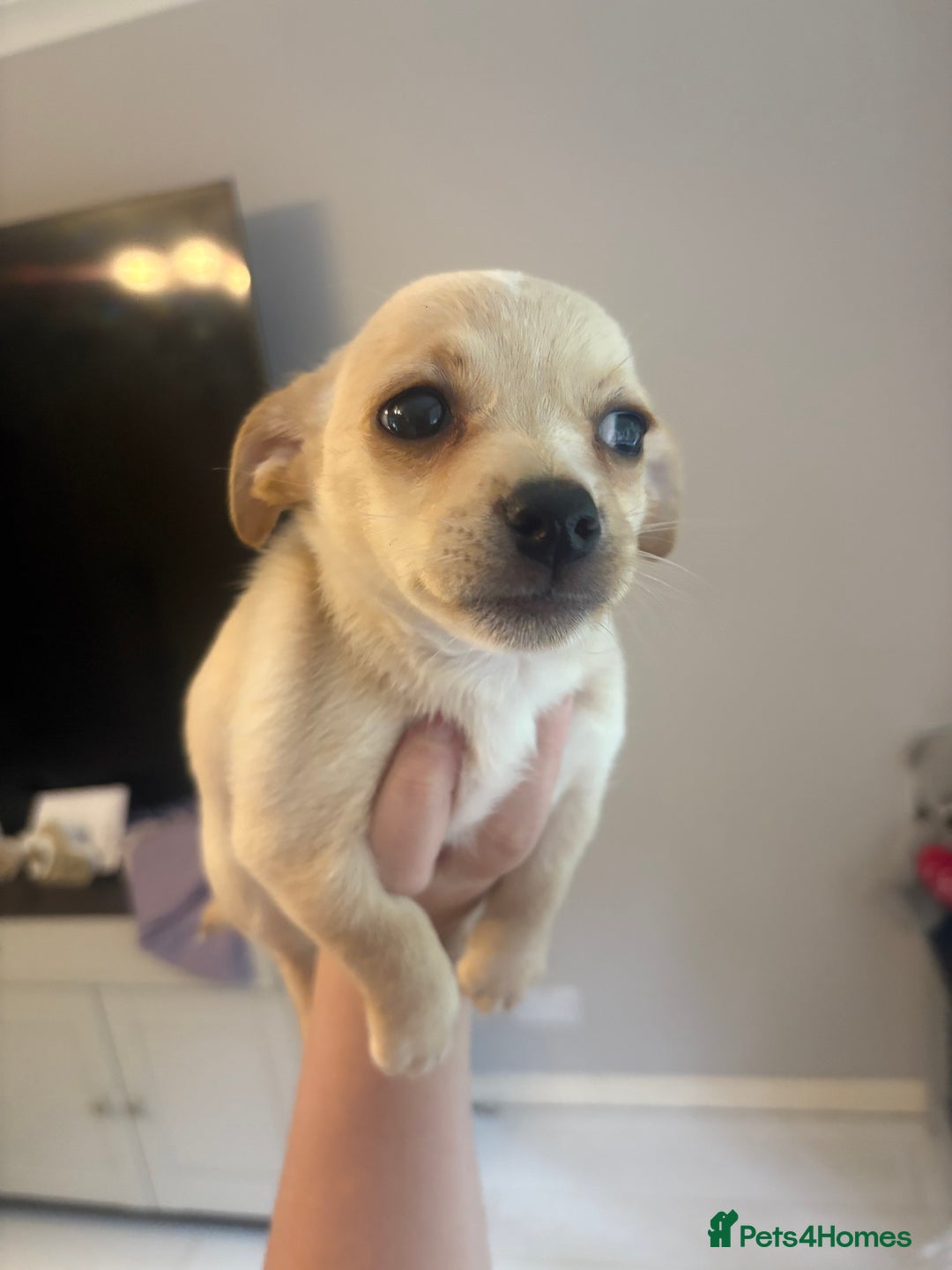 Mixed Breed dogs for sale: Jack Russell Chihuahua Puppy’s🐾🐾  - Image 2