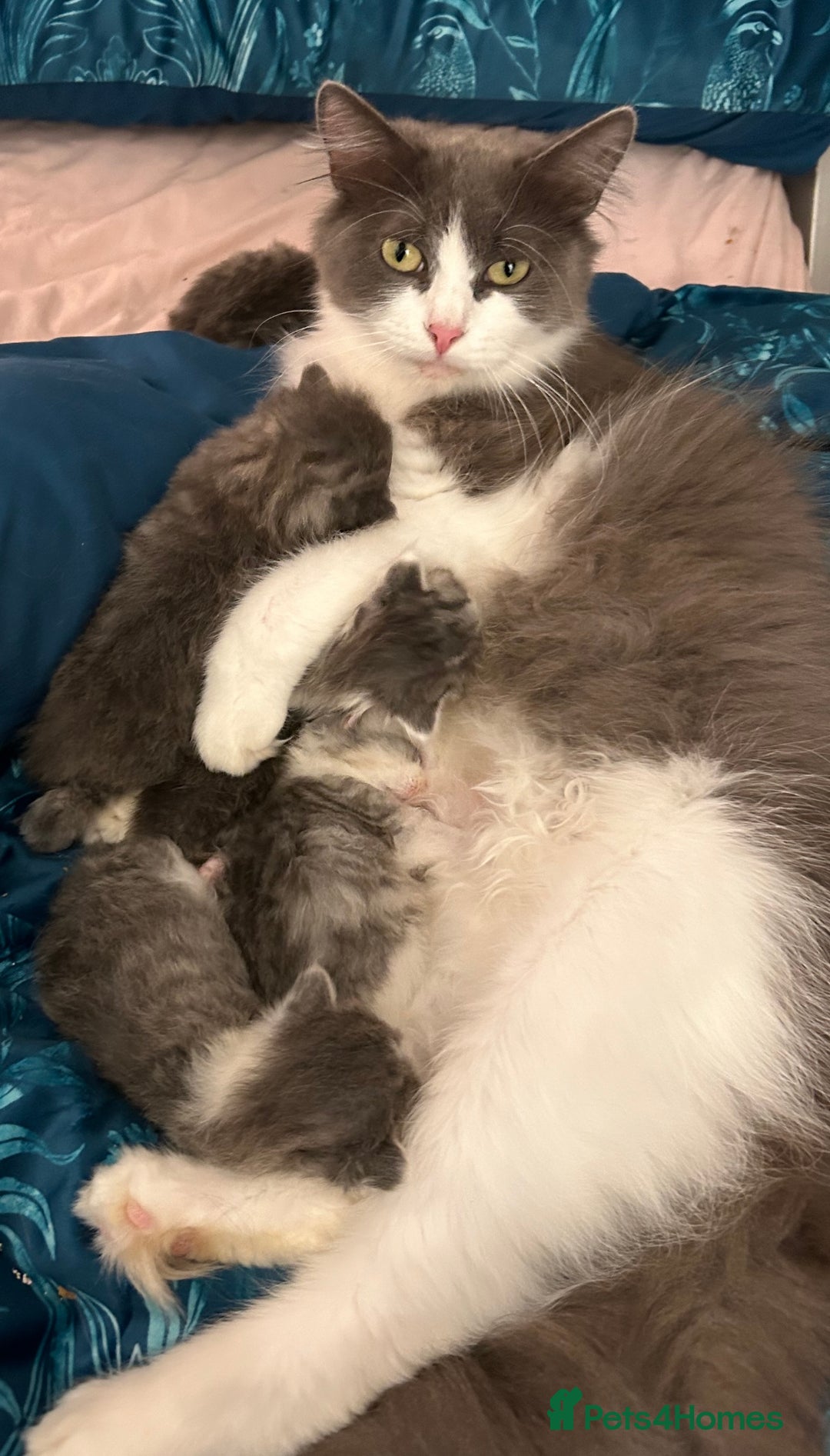 Siberian cats for sale: Stunning TICA reg Siberian kittens  - Image 5