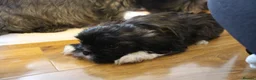 Shih Tzu dogs for sale: 4 Precious Fluffy Puppies in Leicester - Advert 8