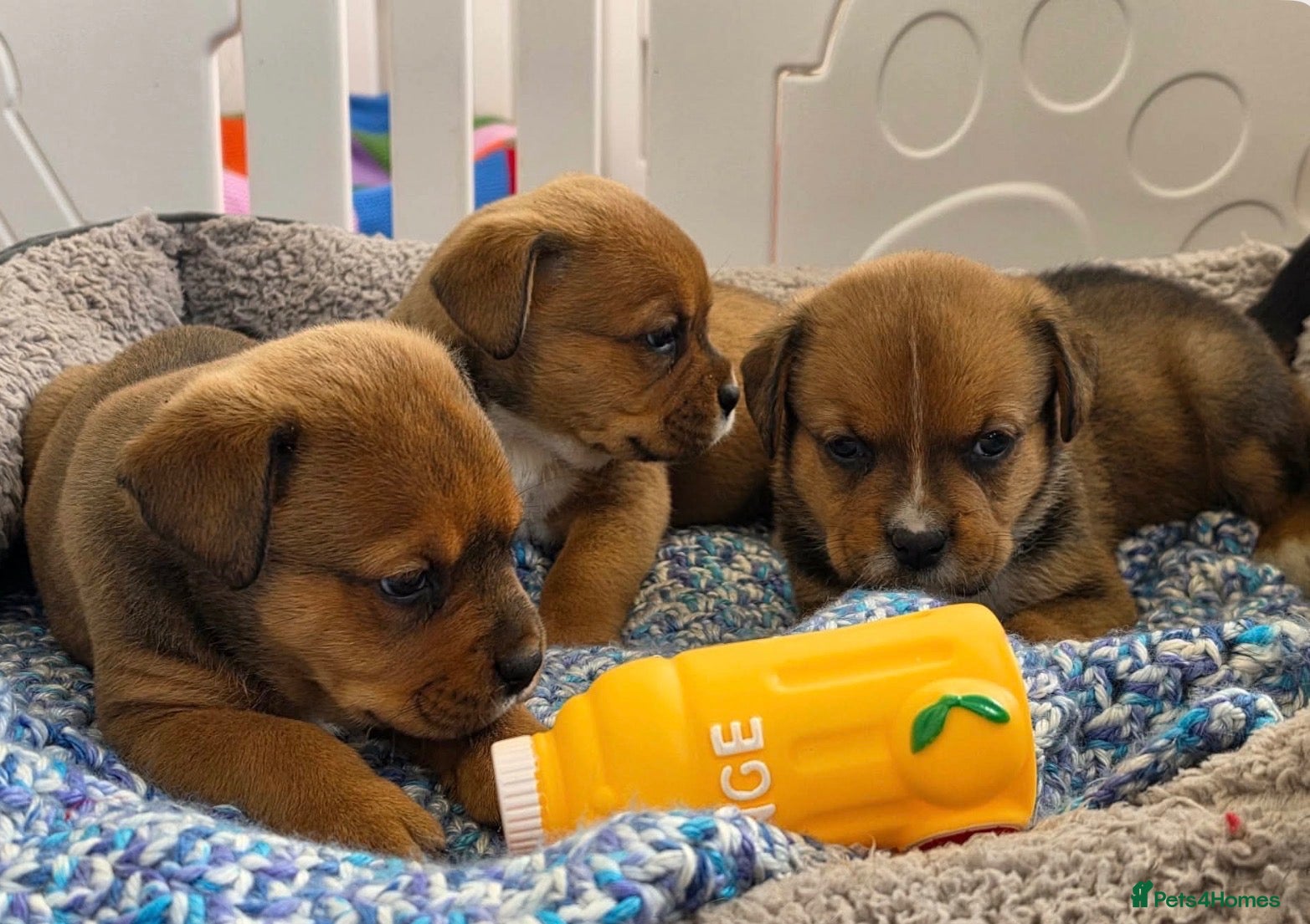 Mixed Breed dogs Boxer x Rottweiler. (Boxweiler) - Advert 3