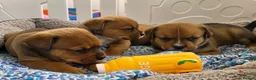 Mixed Breed dogs for sale: Boxer x Rottweiler. (Boxweiler) in Worcester - Advert 1