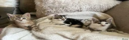 Mixed Breed cats for sale: Kittens ready to go 9 weeks old  in Nuneaton - Advert 5