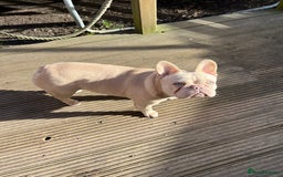 French Bulldog dogs for sale: French bulldogs full fluffy  - Image 6