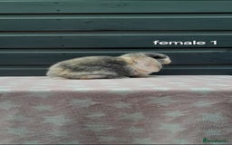 Mini Lop rabbits for sale: Gorgeous mini lop rabbits ready now  - Image 2