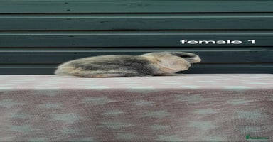 Mini Lop rabbits - Advert 2