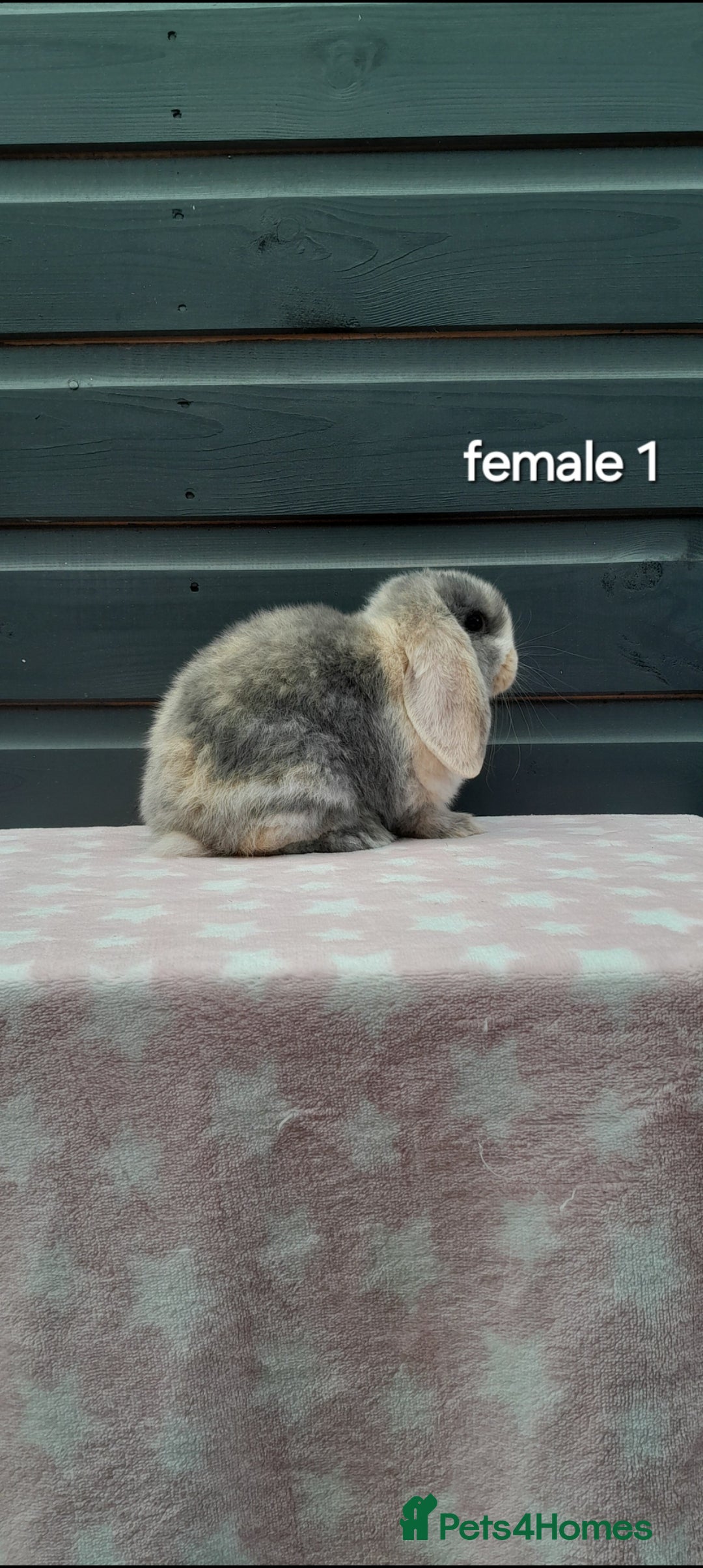 Mini Lop rabbits for sale: Gorgeous mini lop rabbits ready now  - Image 2
