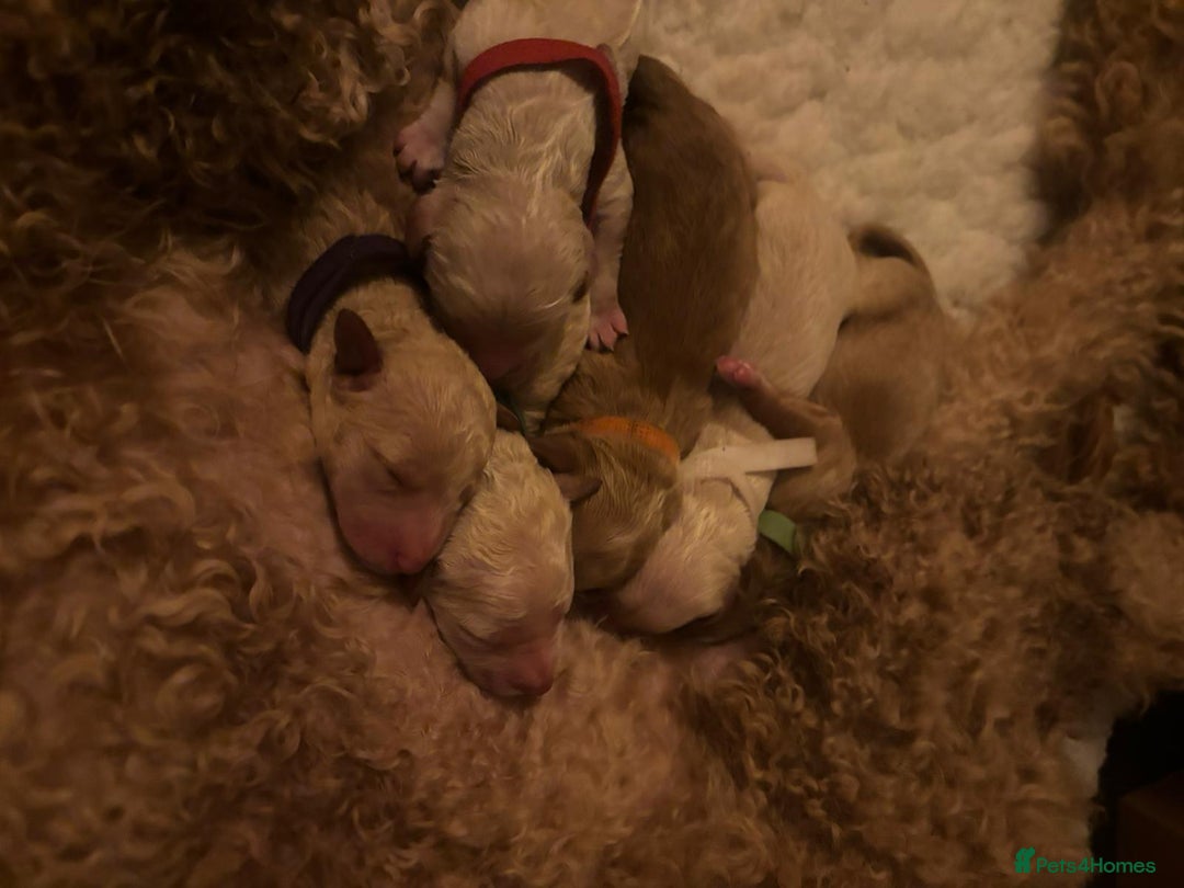 Goldendoodle dogs for sale: Beautiful F1B Goldendoodle Puppies – Ready Soon - Image 9