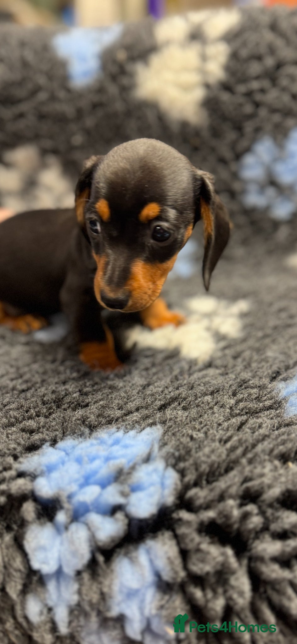 Miniature Dachshund dogs Miniature dachshund puppies - Advert 1