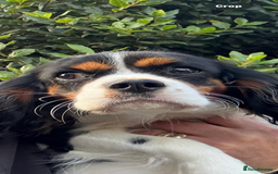 Cavalier King Charles Spaniel dogs for sale: Cavalier King Charles Spaniel - Image 2