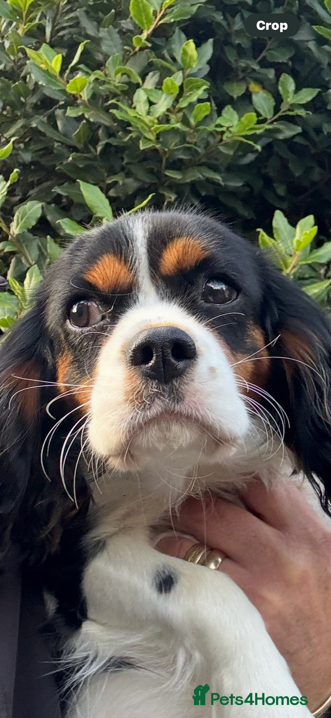 Cavalier King Charles Spaniel dogs for sale: Cavalier King Charles Spaniel - Image 2