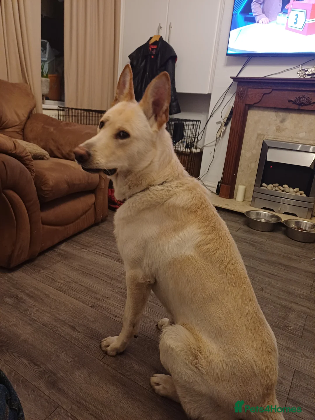 Mixed Breed dogs for sale: By no fault of his own my 19 months old - Advert 1