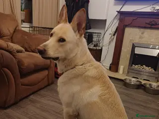 Mixed Breed dogs By no fault of his own my 19 months old - Advert 2