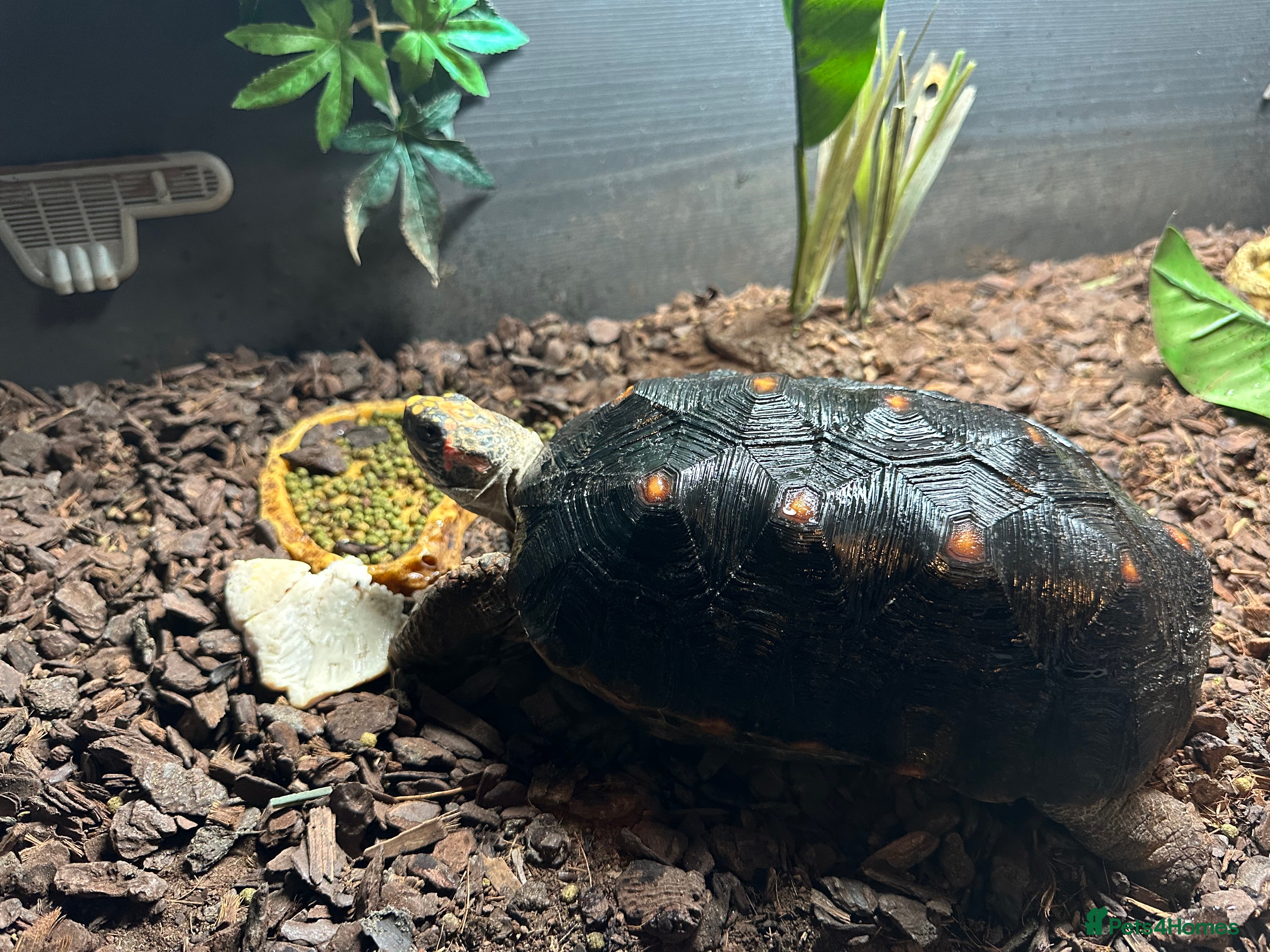 Tortoise reptiles Red foot tortoise  - Advert 2