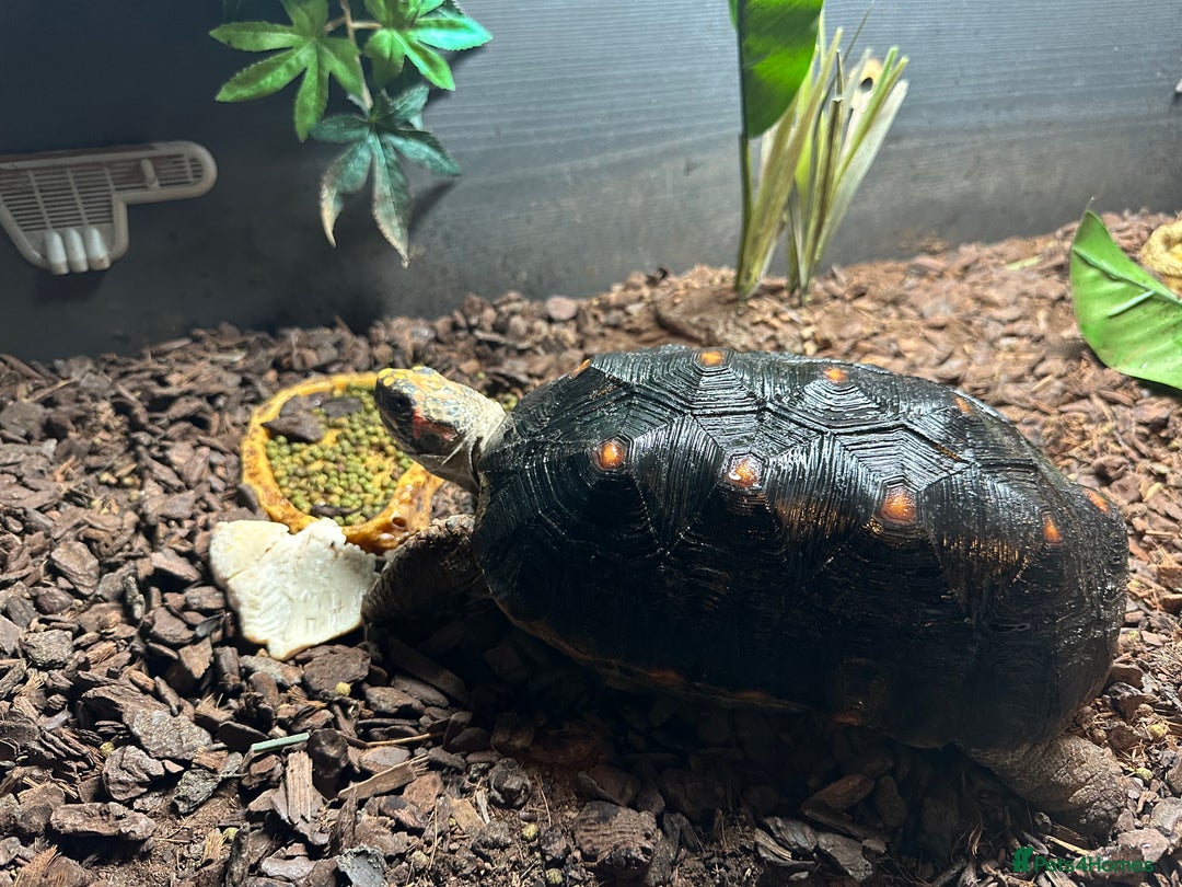 Tortoise reptiles for sale: Red foot tortoise  - Advert 1